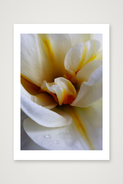 Desire Like a Daffodil 6 — 8×12" Print only