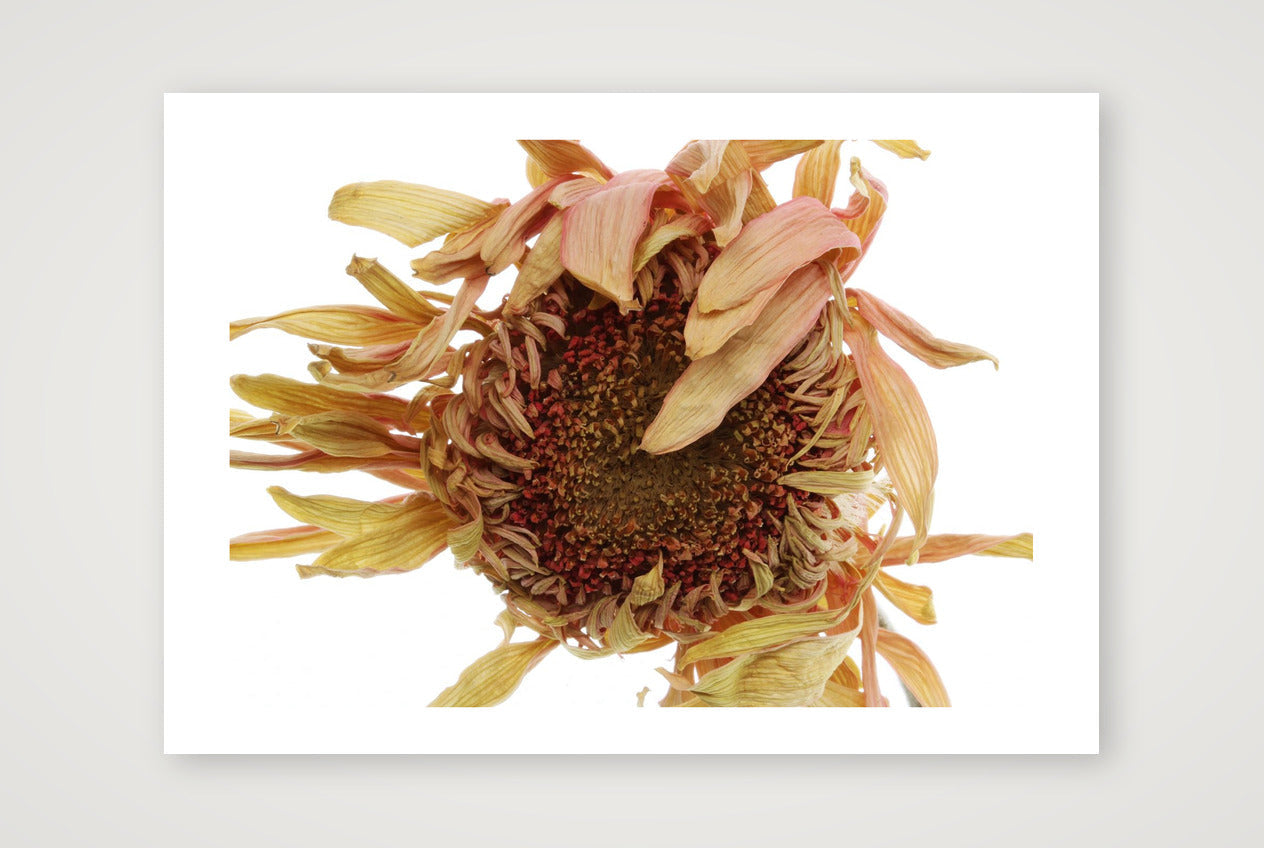 Transience 2 — 17×12" Print only