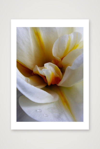 Desire Like a Daffodil 6 — 12×17" Print only