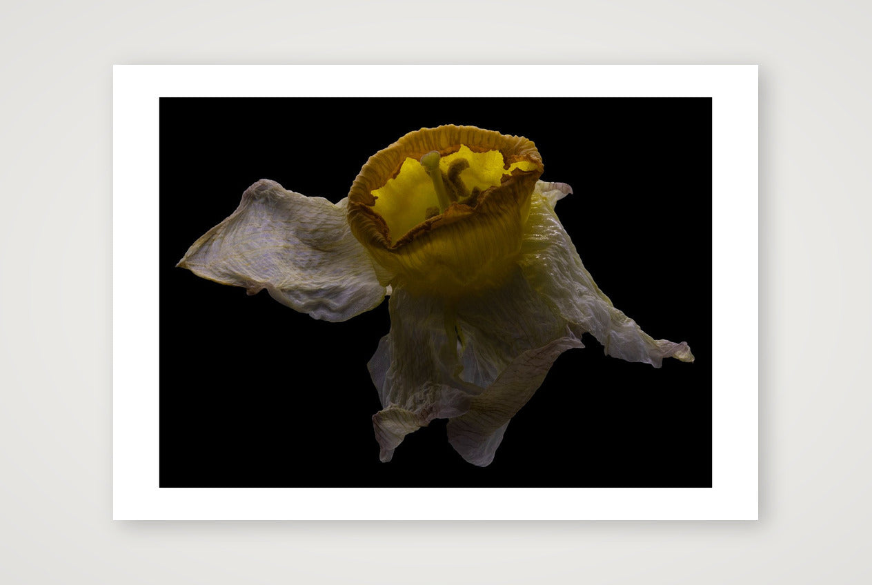 Desire Like a Daffodil 2 — 12×8" Print only