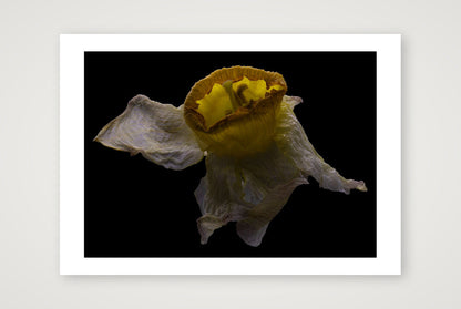 Desire Like a Daffodil 2 — 12×8" Print only