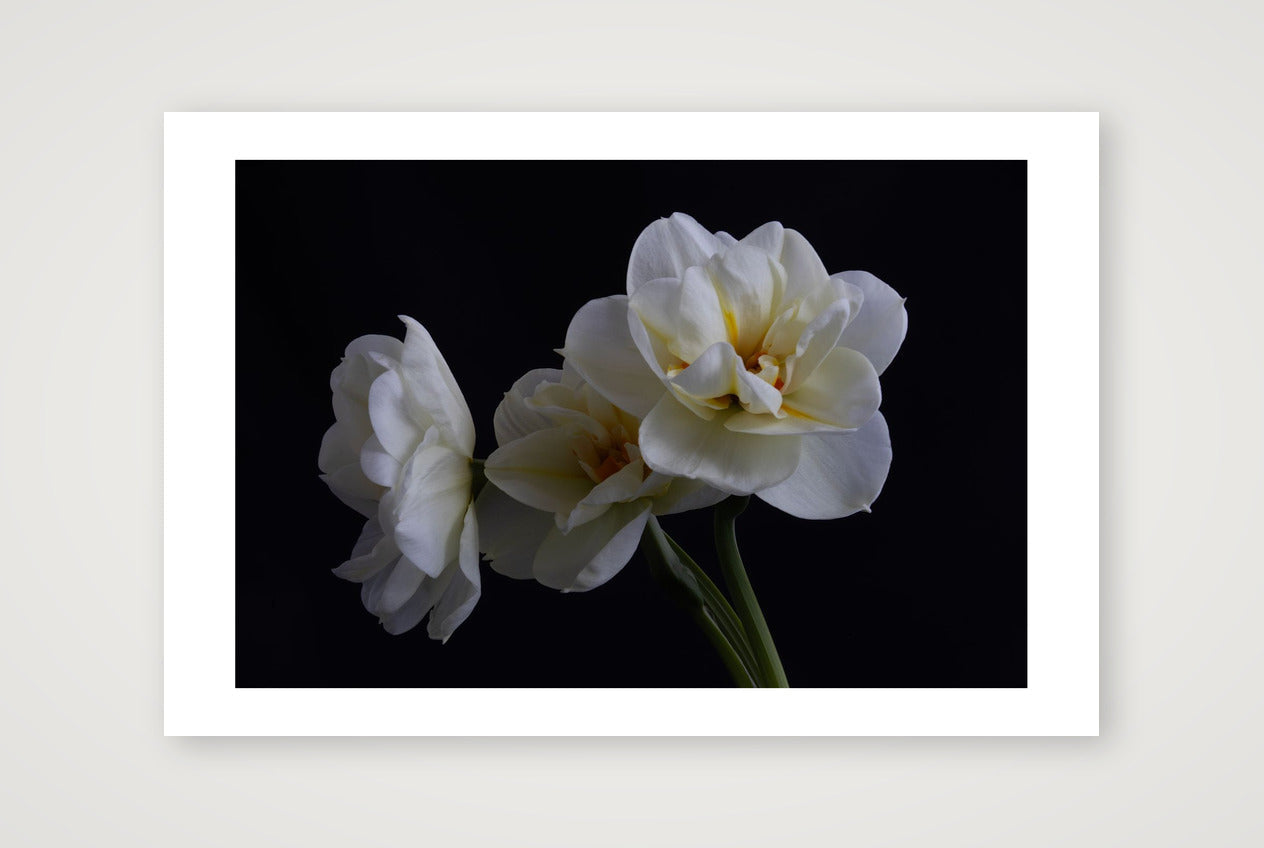 Daffodils 4 — 18×12" Print only