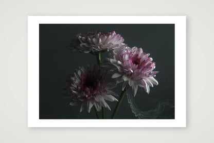 Transience 5 — 12×8" Print only