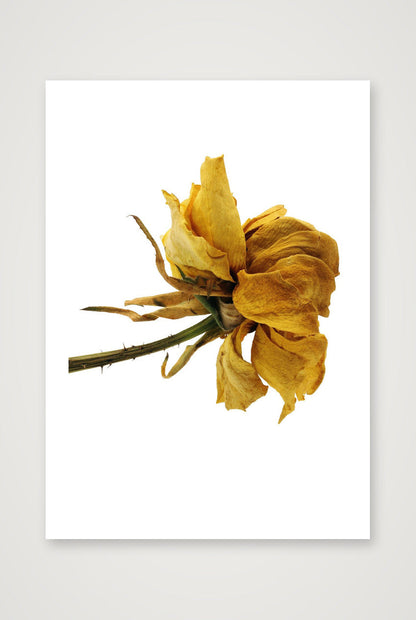 Transience 3 — 12×17" Print only