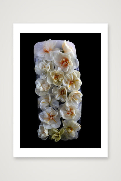 Desire Like a Daffodil 5 — 8×12" Print only
