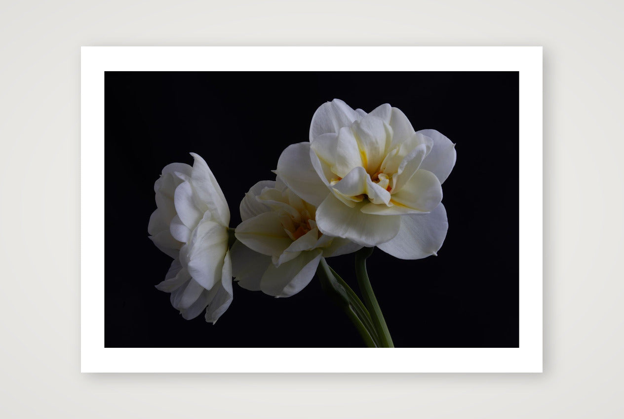 Daffodils 4 — 12×8" Print only