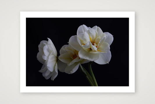 Daffodils 4 — 12×8" Print only