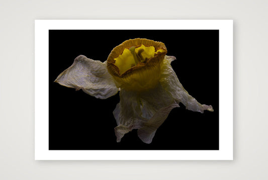 Desire Like a Daffodil 2 — 17×12" Print only