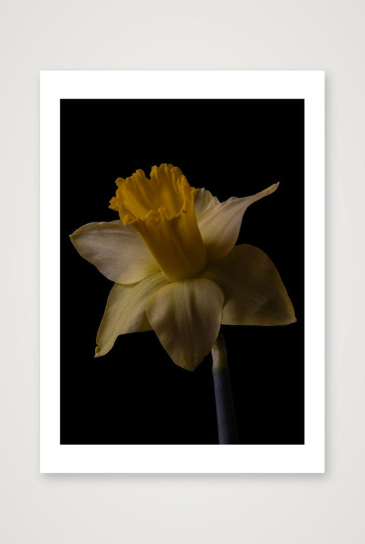 Desire Like a Daffodil 4 — 12×17" Print only