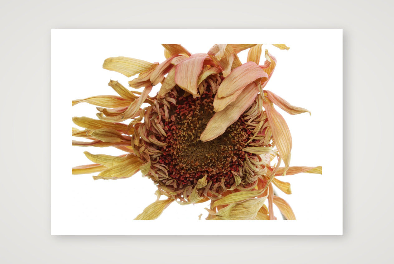 Transience 2 — 12×8" Print only